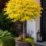 Javor širasavov (Acer shirasawanum) ´JORDAN´ výška 110-120 cm, kont. C4L  - NA KMIENKU